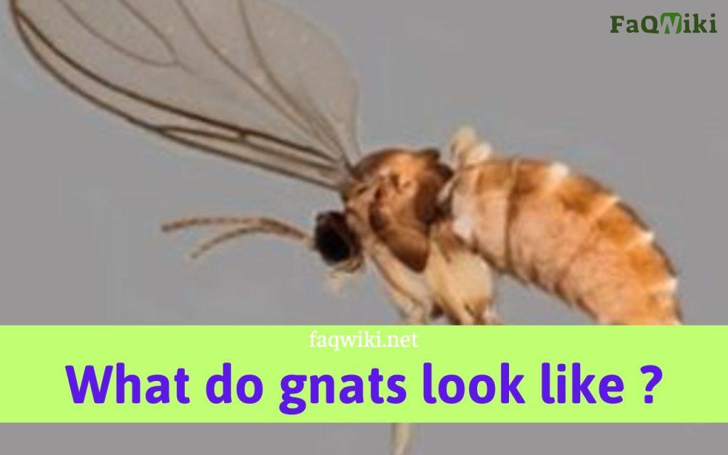 what do gnats look like