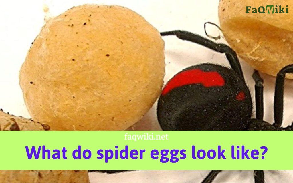 what do spider eggs look like