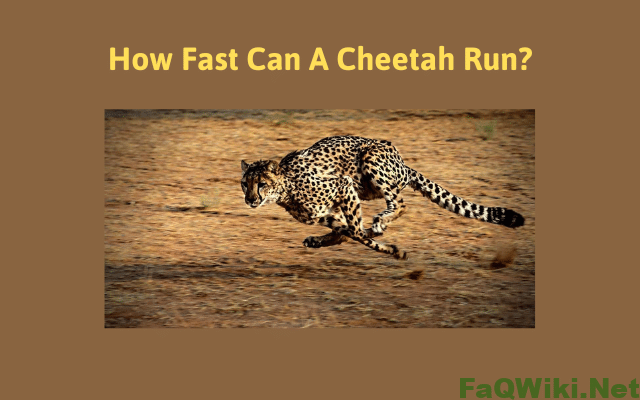 how-fast-can-a-cheetah-run