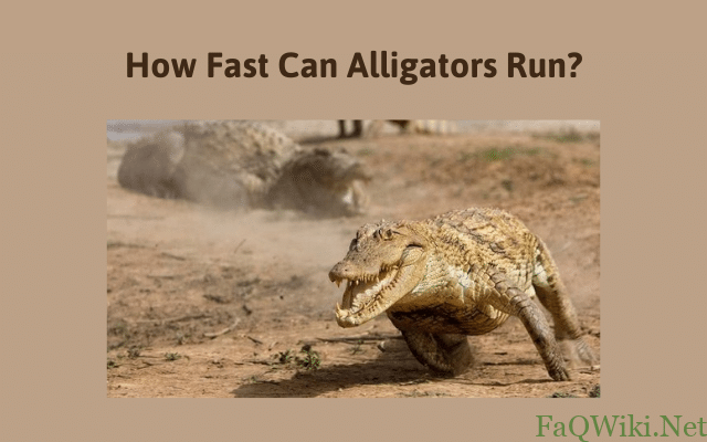 How Fast Can Alligators Run