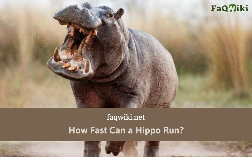 How Fast Can a Hippo Run