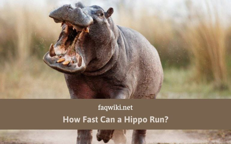 How Fast Can a Hippo Run