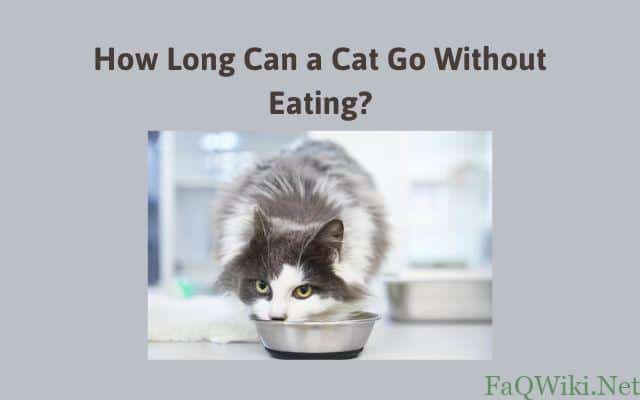 How Long Can a Cat Go Without Eating