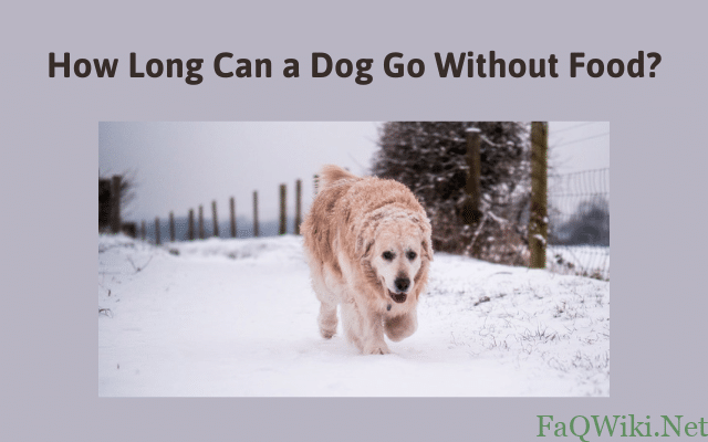 How Long Can a Dog Go Without Food?