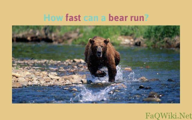 How-fast-can-a-bear-run-faqwiki
