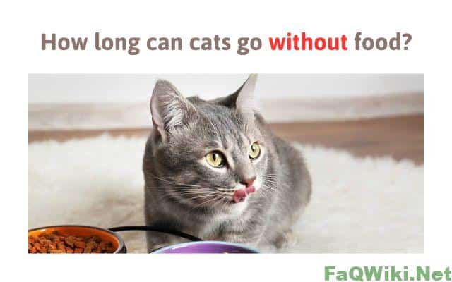 how-long-can-cats-go-without-food- faqwiki-net