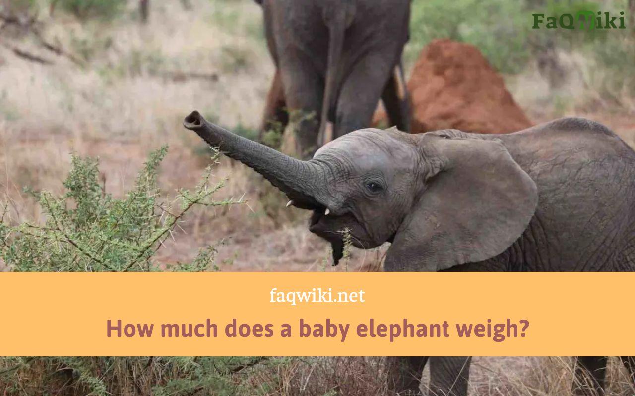 How much does a baby elephant weigh? - Explore at FAQWiki