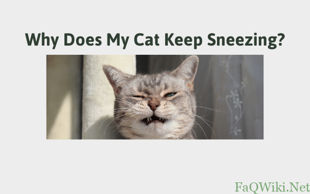 Why Does My Cat Keep Sneezing - FAQWiki.net