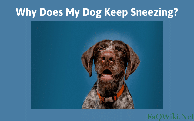 Why Does My Dog Keep Sneezing - FAQWiki.net