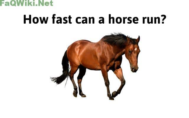how-fast-can-a-horse-run-faqwiki