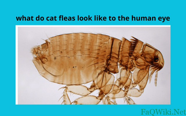 what do cat fleas look like to the human eye