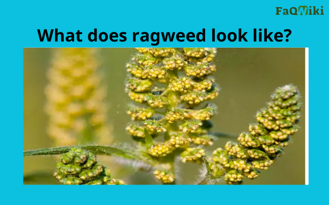 what does ragweed look like