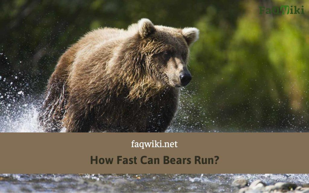 How Fast Can Bears Run