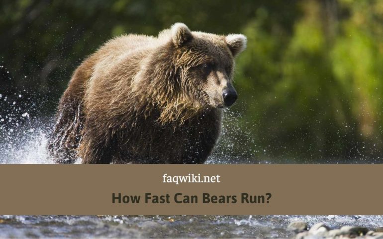 How Fast Can Bears Run