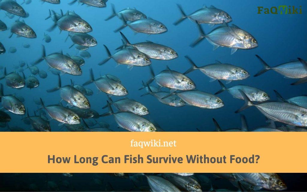 How Long Can Fish Survive Without Food?