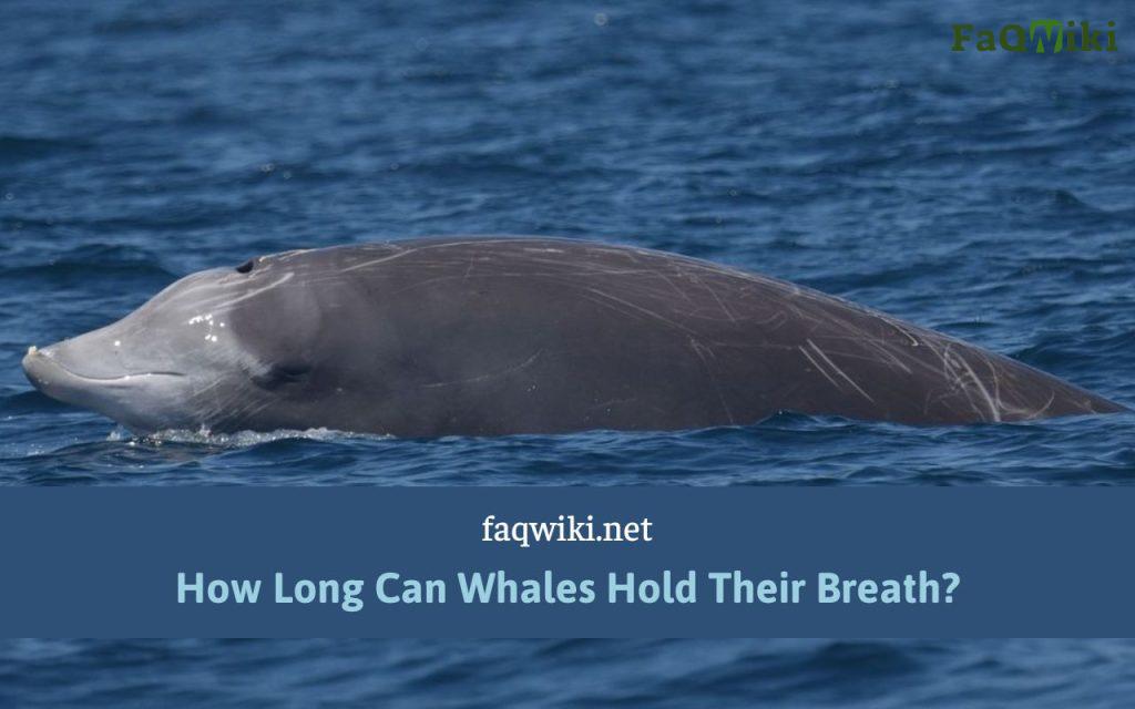 how-long-can-whales-hold-their-breath