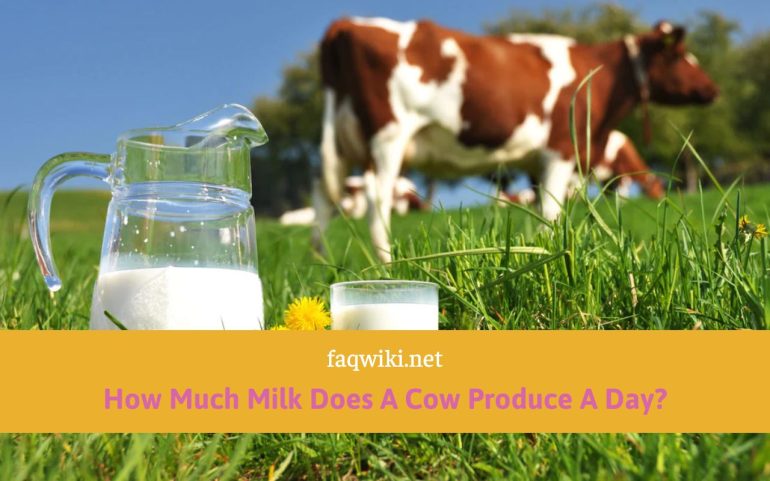 How-Much-Milk-Does-A-Cow-Produce-A-Day-FAQwiki