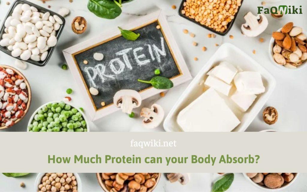 How Much Protein can your Body Absorb?
