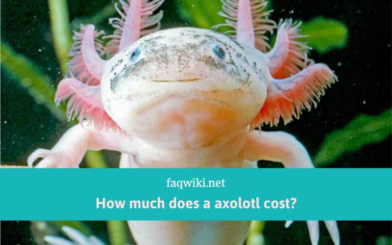 How-much-does-a-axolotl-cost-faqwiki