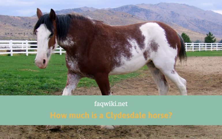 How-much-is-a-clydesdale-horse-faqwiki