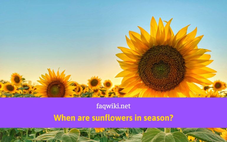 When-are-sunflowers-in-season-faqwiki