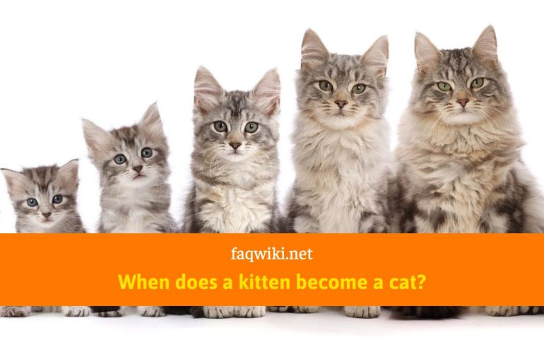 When-does-a-kitten-become-a-cat-faqwiki