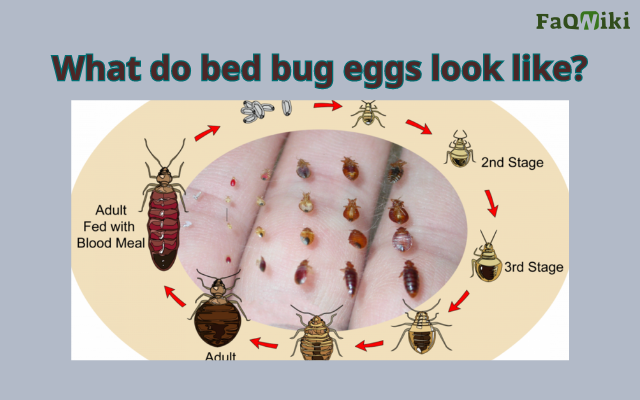 What do bed bug eggs look like