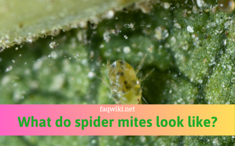 What do spider mites look like?