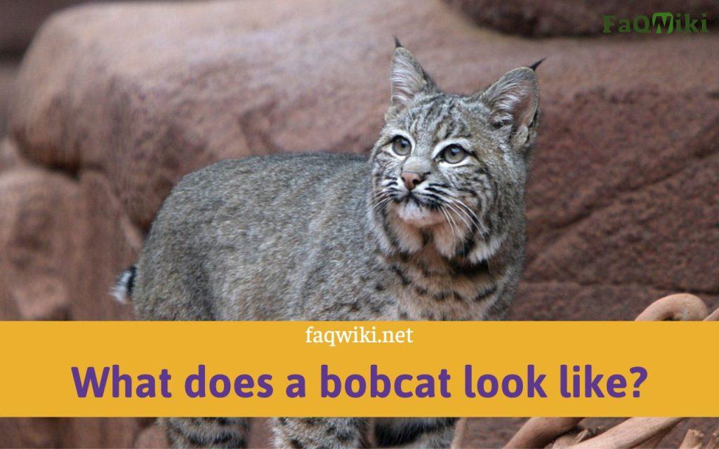 what does a bobcat look like