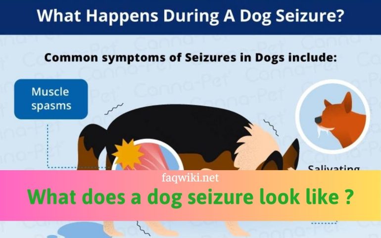 what does a dog seizure look like