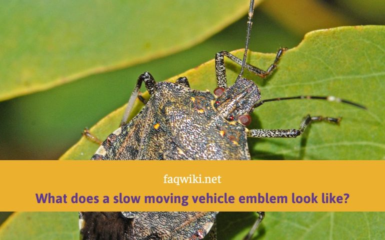 what does a stink bug look like wiki