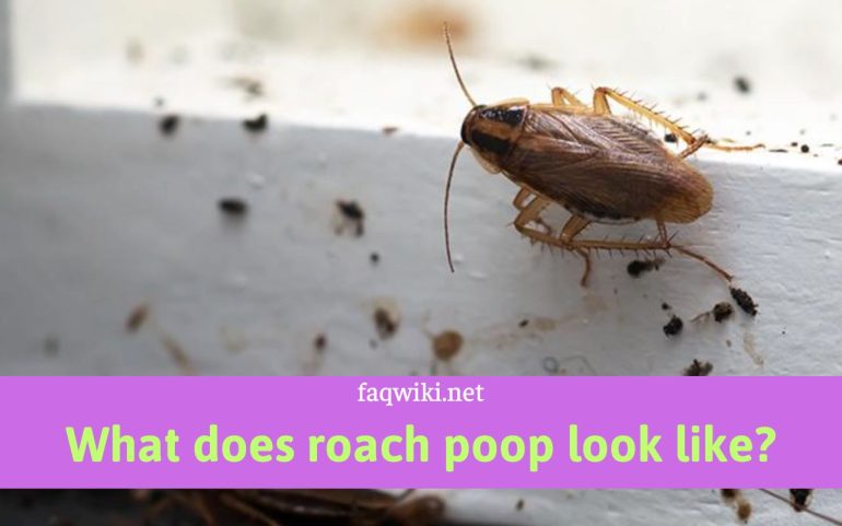 what does roach poop look like?