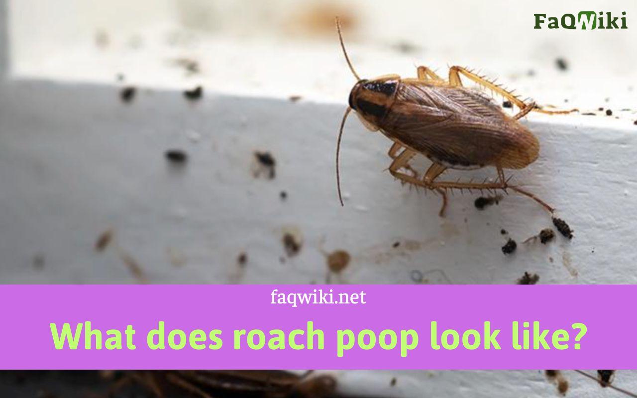 What Does Roach Poop Look Like ?v=1681195961
