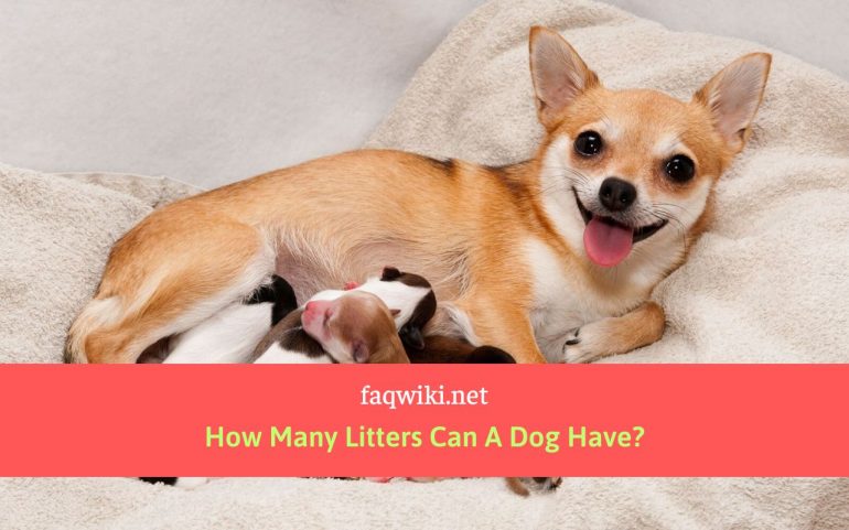 How Many Litters Can A Dog Have