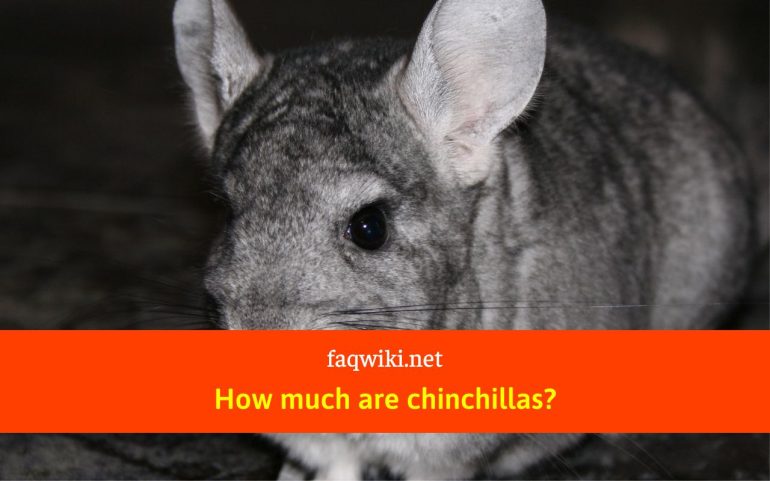 How-much-are-chinchillas-faqwiki