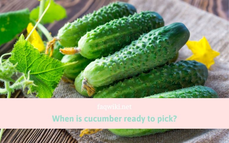 When-is-cucumber-ready-to-pick-faqwiki