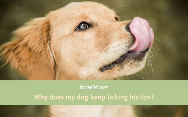 Why-does-my-dog-keep-licking-his-lips-faqwiki