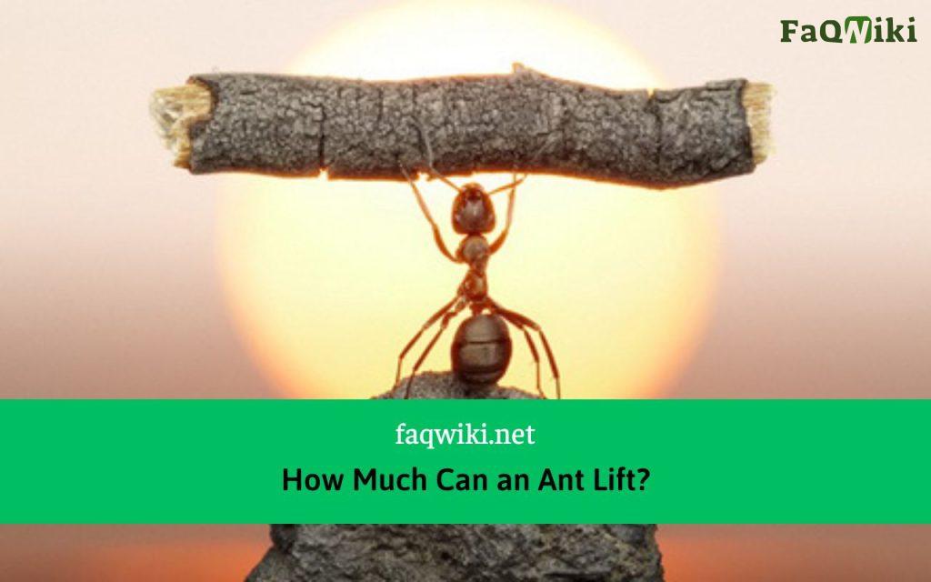 how much can an ant lift