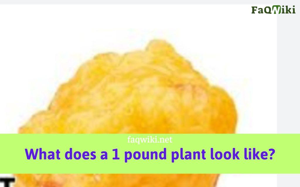 what does a 1 pound plant look like