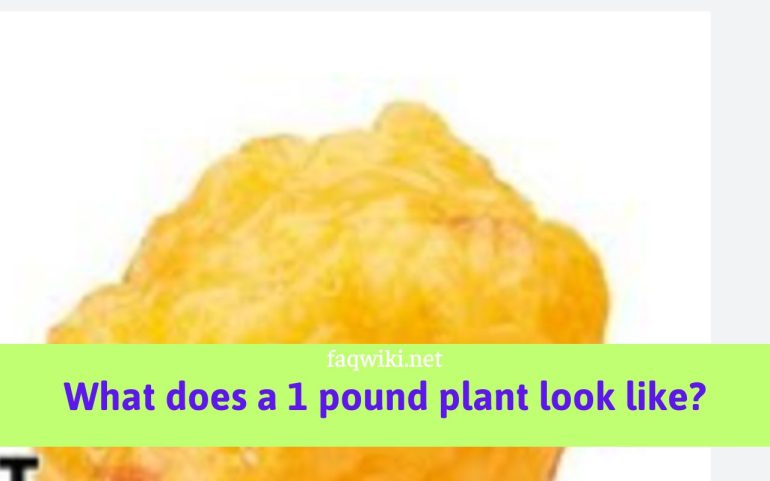 what does a 1 pound plant look like
