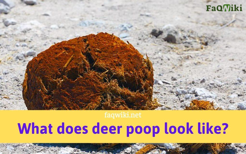 what does deer poop look like