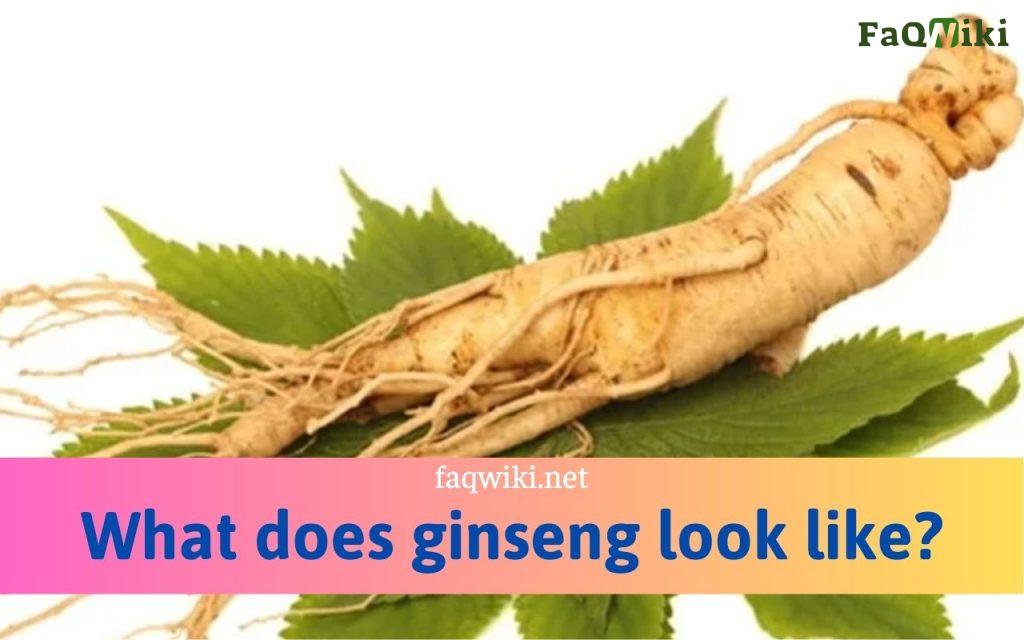 what does ginseng look like