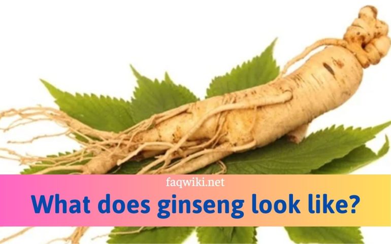 what does ginseng look like