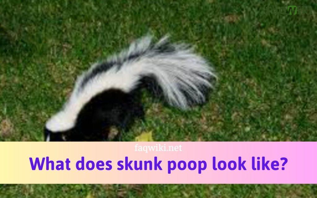 what does skunk poop look like