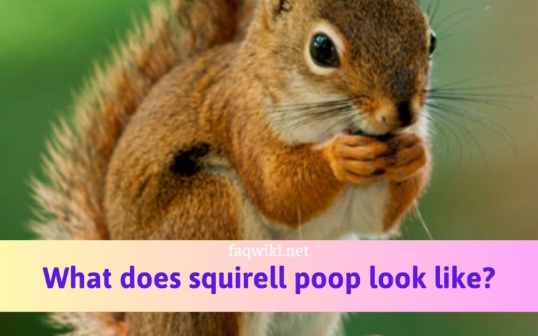 what does squirell poop look like
